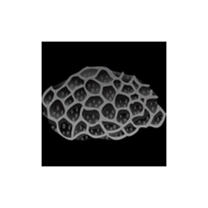 X-Ray Sponge Coral